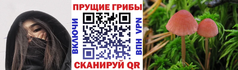 площадка какой сайт  дарнет шоп  Себеж  Псилоцибиновые грибы GOLDEN TEACHER  мега зеркало 